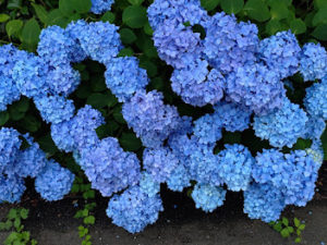 相模原市神奈川県橋本　霊能者　スピリチュアルカウンセラー　ご相談　浄霊　