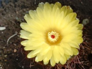 神川県相模原市 池袋新宿日暮里 千葉 町田 横浜 関内 ご相談 浄霊 霊能者 スピリチュアルカウンセラー