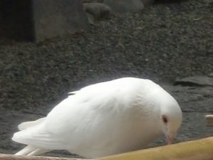 霊能者スピリチュアルカウンセラー　ご相談浄霊　相模原神奈川県　関内　町田　横浜　池袋　新宿　レイキ