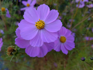 スピリチュアルカウンセラー　霊能者　ご相談　浄霊　加藤あや　神奈川県　東京　横浜　新宿　池袋