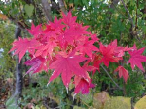 霊能者　スピリチュアルカウンセラー　加藤あや　神奈川県　相模原市　横浜　関内　新宿　池袋　ご相談　浄霊