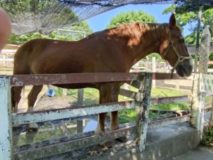 神奈川県相模原市　霊能者スピリチュアル　ご相談　浄霊　霊査