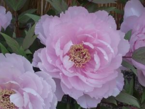 スピリチュアルカウンセラー　霊能者　加藤真澄　霊査　浄霊　ご相談　東京　神奈川　八王子　横浜　池袋　新宿　日暮里